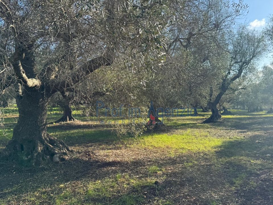 Masia a Ostuni, Brindisi - foto 5